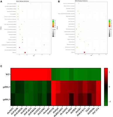 OsSPL88 Encodes a Cullin Protein that Regulates Rice Growth and Development